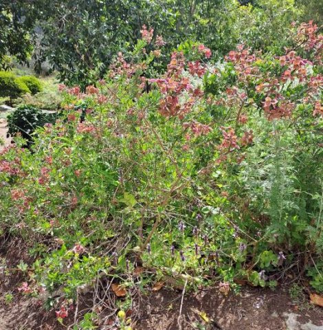 Salvia lanceolata